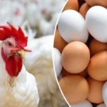 استهلاك البيض والدواجن في مصر يتجاوز التوقعات