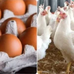 انخفاض أسعار الدواجن والبيض: تحديات وإفادات من الخبراء