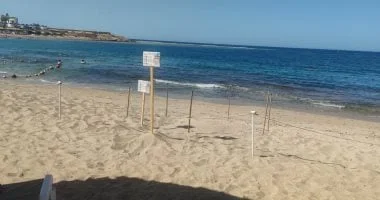 إنقاذ صغار السلاحف البحرية في البحر الأحمر