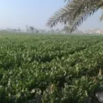 عقوبة الاعتداء على الأرض الزراعية وفق القانون الجديد