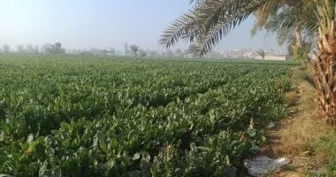 عقوبة الاعتداء على الأرض الزراعية وفق القانون الجديد