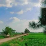 تحذيرات مركز المناخ من تأثيرات الصيف على المحاصيل
