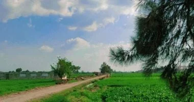 تحذيرات مركز المناخ من تأثيرات الصيف على المحاصيل