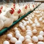 انخفاض أسعار البيض والدواجن اليوم الثلاثاء