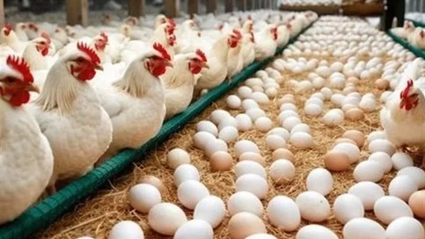 انخفاض أسعار البيض والدواجن اليوم الثلاثاء