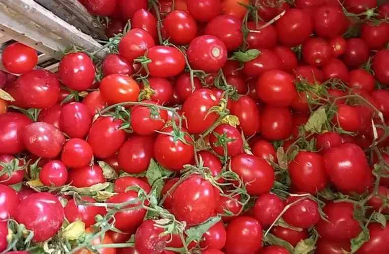 استقرار أسعار الخضروات والفاكهة في أسواق الغربية