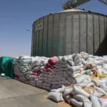 207 آلاف طن قمح في الغربية
