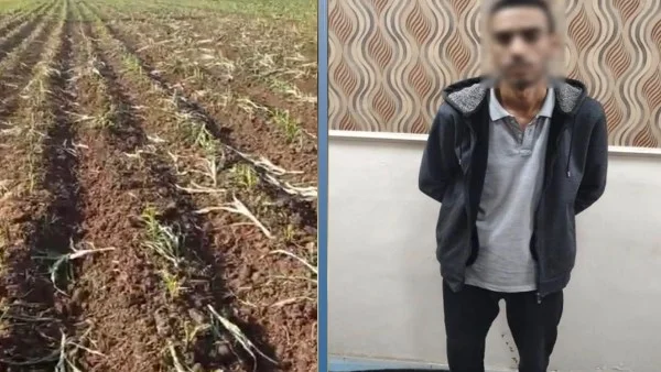 القبض على متهم بإتلاف محصول زراعي بالبحيرة