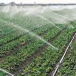 تقنيات الري الحديث تعزز إنتاجية الفدان بنسبة 20%
