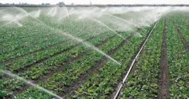 تقنيات الري الحديث تعزز إنتاجية الفدان بنسبة 20%
