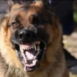 كلب مسعور يعقر 8 أشخاص في المنوفية