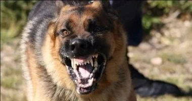 كلب مسعور يعقر 8 أشخاص في المنوفية