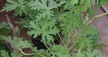 نجاح زراعة نبات "العتر شان" في الوادي الجديد