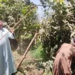 حصاد المانجا يضفي البهجة على مزارع الأقصر