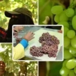 قفزة تاريخية في الصادرات الزراعية المصرية