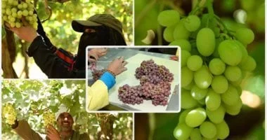 قفزة تاريخية في الصادرات الزراعية المصرية