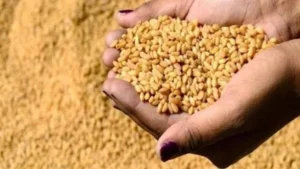 توريد 625.9 ألف طن من القمح بالوادي الجديد