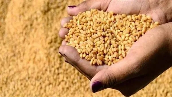 توريد 625.9 ألف طن من القمح بالوادي الجديد