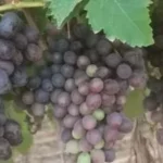العنب الأحمر يزدهر في حقول السنطة بالمنيا