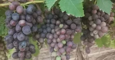 العنب الأحمر يزدهر في حقول السنطة بالمنيا