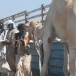 مهنة الكَلة: تاريخ حافل في حلايب وشلاتين