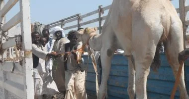 مهنة الكَلة: تاريخ حافل في حلايب وشلاتين