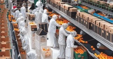 نجاح الأقمار الصناعية في حماية الصادرات الزراعية المصرية