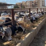 تراجع أسعار اللحوم الحية في الأسواق المصرية