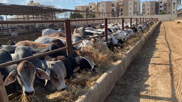 تراجع أسعار اللحوم الحية في الأسواق المصرية
