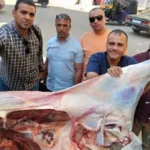 ضبط عجل مذبوح مصاب باليرقان في أسيوط