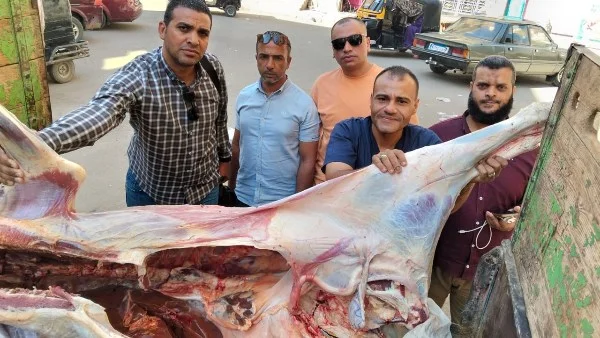 ضبط عجل مذبوح مصاب باليرقان في أسيوط