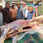 ضبط عجل مصاب باليرقان خارج المجازر في منفلوط