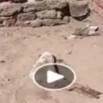 تفاصيل العثور على قدم بشرية بجوار المقابر في الدقهلية
