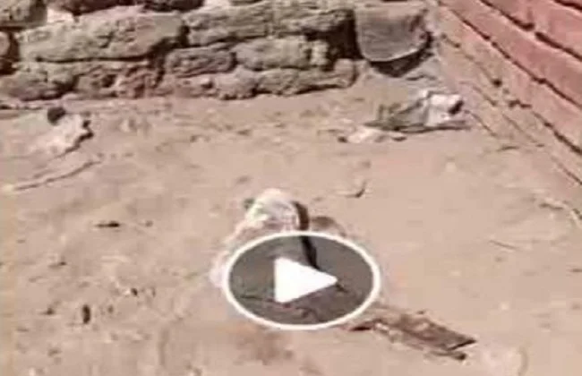 تفاصيل العثور على قدم بشرية بجوار المقابر في الدقهلية