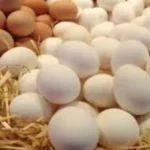 ارتفاع سعر كرتونة البيض في الأسواق المصرية