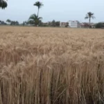 موسم القمح الحالي في مصر الأفضل تاريخياً