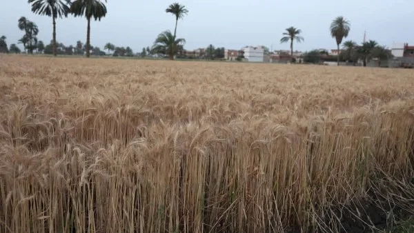 موسم القمح الحالي في مصر الأفضل تاريخياً