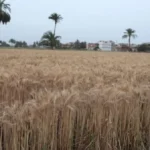 هدى الأتربي تثير الجدل بإطلالتها الأنيقة