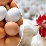 الفراخ والبيض: حقائق حول سلامتهما الغذائية