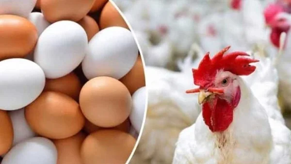 الفراخ والبيض: حقائق حول سلامتهما الغذائية