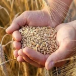 حملات تفتيشية على المخابز وتوريد القمح المحلي