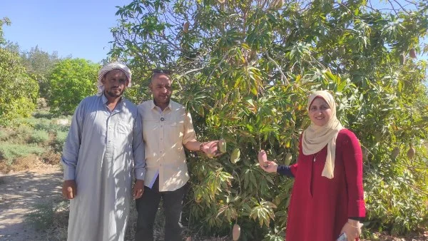بدء موسم حصاد المانجو في طور سيناء