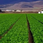 حظ برج العقرب اليوم: إنجازات وبشائر مالية