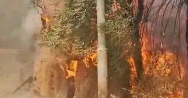 إجراءات رادعة ضد حرق المخلفات الزراعية بالوادى الجديد