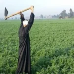 مصر تصدر 10 ملايين طن من المحاصيل إلى 168 دولة
