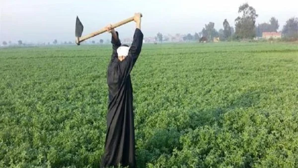 مصر تصدر 10 ملايين طن من المحاصيل إلى 168 دولة