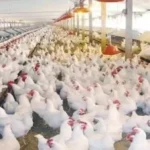 98% اكتفاء ذاتي من الدواجن و100% من البيض في مصر