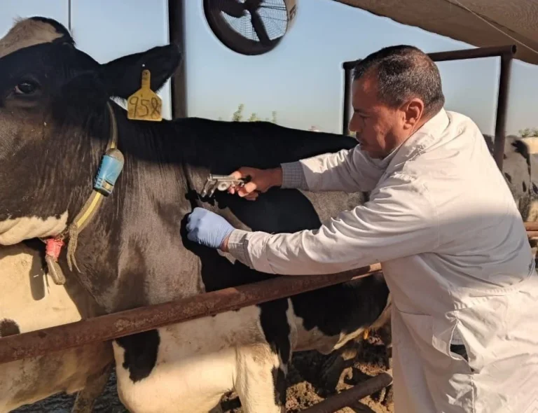 علاج 620 رأس ماشية في الرحمانية بالبحيرة