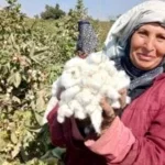 إحصاءات القطن عام 2025: انخفاض الإنتاج وزيادة الاستهلاك