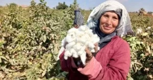 إحصاءات القطن عام 2025: انخفاض الإنتاج وزيادة الاستهلاك